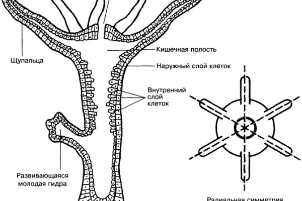 Не могу зайти на кракен